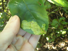 Corythoxestis zorionella