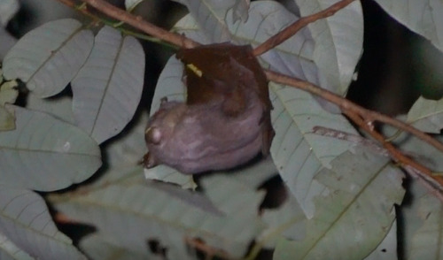 Queensland Tube-nosed Fruit Bat