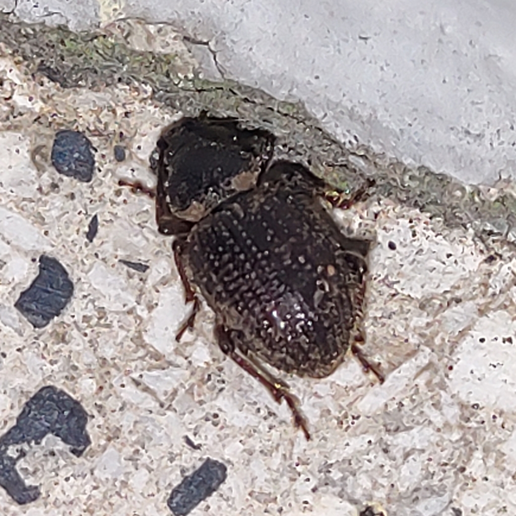 Otiorhynchus indefinitus