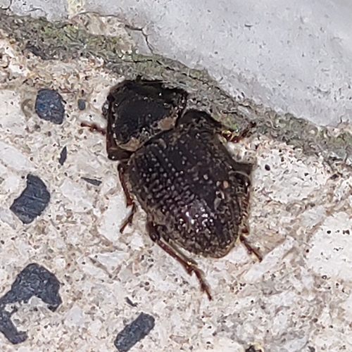 Otiorhynchus indefinitus