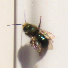 Osmia lignaria lignaria