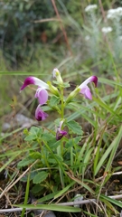 Pedicularis bifida