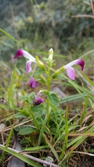 Pedicularis bifida