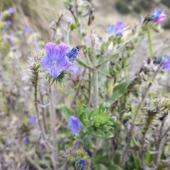 Echium vulgare