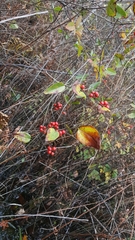 Smilax walteri