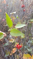 Smilax walteri