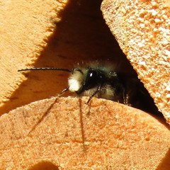 Osmia lignaria lignaria