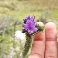 Echium vulgare