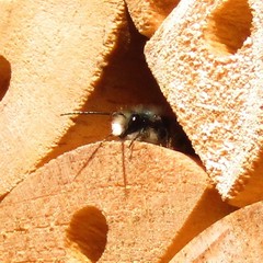 Osmia lignaria lignaria