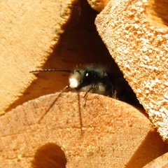 Osmia lignaria lignaria