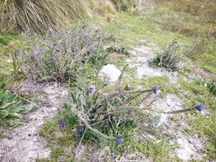Echium vulgare