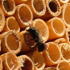 Osmia lignaria lignaria