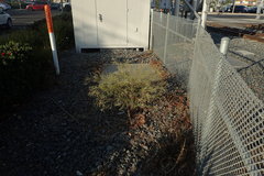 Parthenium hysterophorus