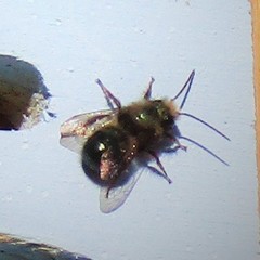 Osmia lignaria lignaria