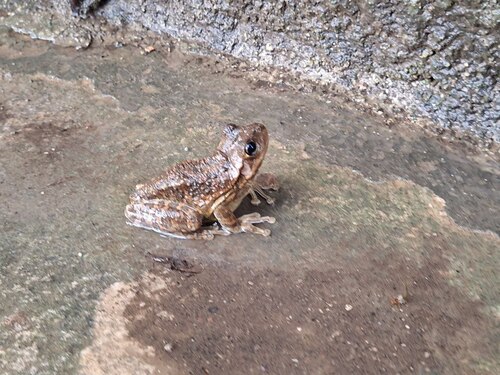 Cuban Tree Frog