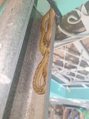 Cuban Dwarf Boa