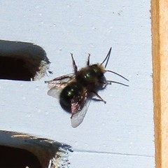 Osmia lignaria lignaria