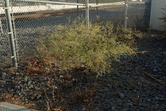 Parthenium hysterophorus