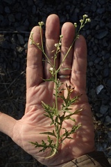 Parthenium hysterophorus