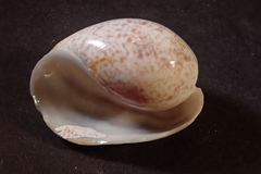 Bulla ampulla