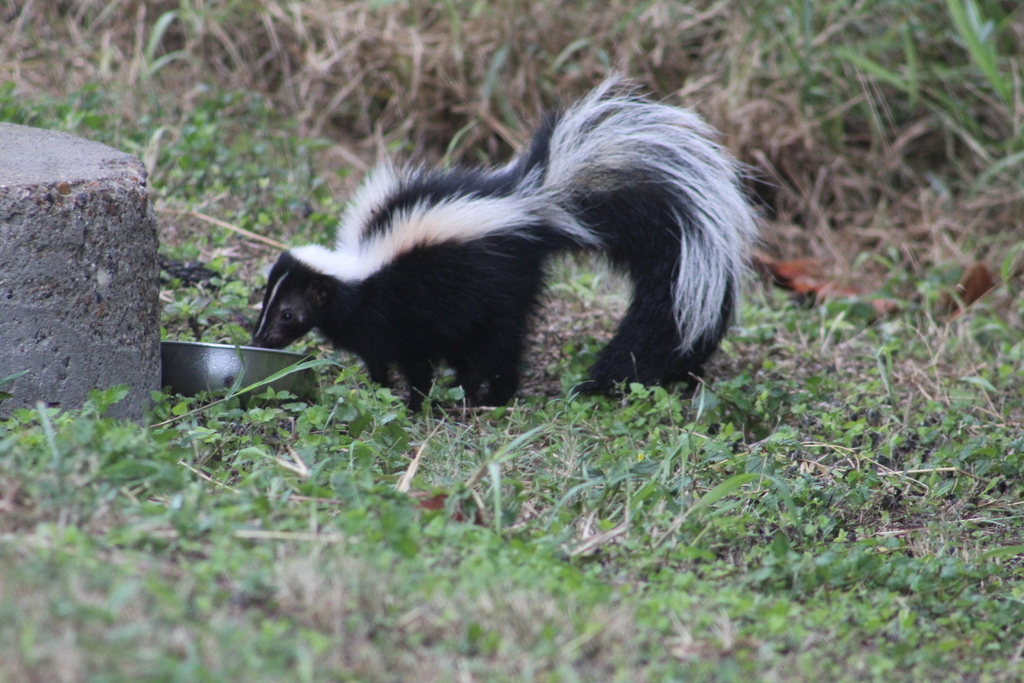 Striped Skunk from Bay Area, Corpus Christi, TX, USA on November 14 ...