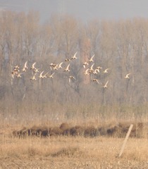 Syrrhaptes paradoxus