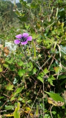 Geranium procurrens