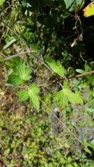 Geranium procurrens