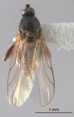 Tachydromiinae