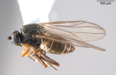 Tachydromiinae