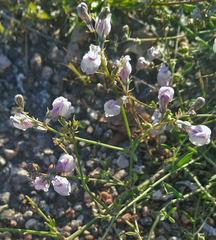 Linaria repens