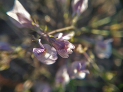 Linaria repens