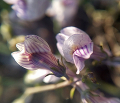 Linaria repens