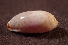 Naria irrorata