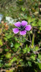 Geranium procurrens