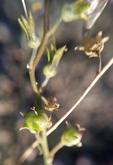 Linaria repens