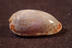 Naria irrorata