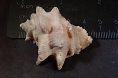 Neorapana tuberculata