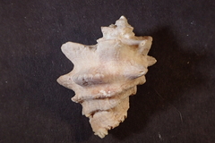 Neorapana tuberculata