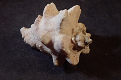 Neorapana tuberculata