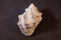 Stramonita biserialis