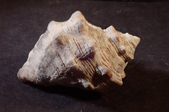 Stramonita biserialis