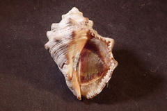 Stramonita biserialis