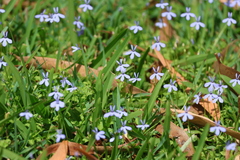 Lobelia quadrangularis, photograph (c) Greg Tasney, some rights reserved (CC BY-SA)