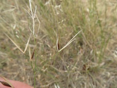 Austrostipa muelleri