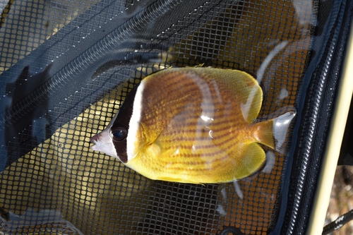 Oriental butterflyfish (Chaetodon auripes) — Chaetodontidae — 2
