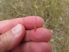 Austrostipa muelleri