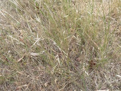 Austrostipa muelleri