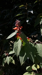 Colquhounia coccinea