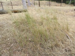 Austrostipa muelleri
